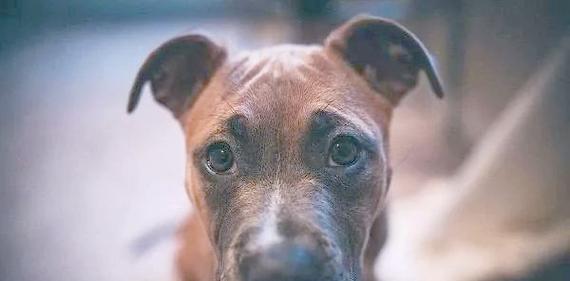 伊森：贾巴里确实是个狠角色 他就像挣脱束缚很兴奋的比特犬